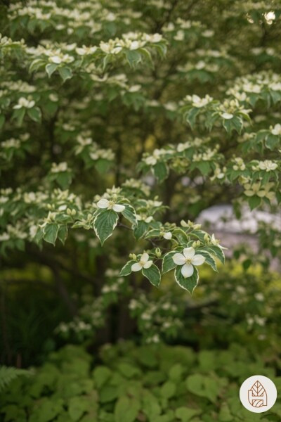 Cornus kousa chinensis struik 60-80 cm