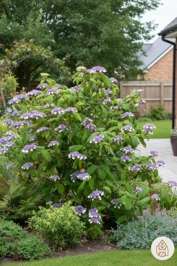 Hydrangea aspera 'Sargentiana' struik 60-80 cm