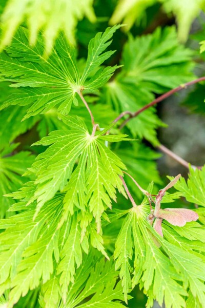 Acer japonicum 'Aconitifolium' struik 40-50 cm