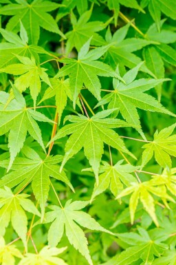 Acer palmatum struik 150-175 cm