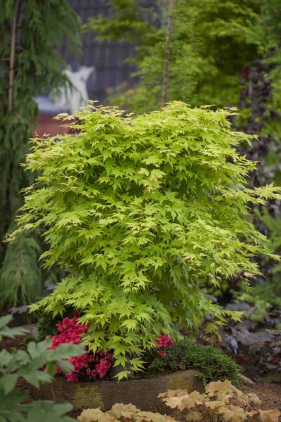Acer palmatum struik 175-200 cm