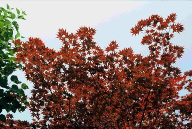 Acer palmatum 'Atropurpureum' struik 50-60 cm