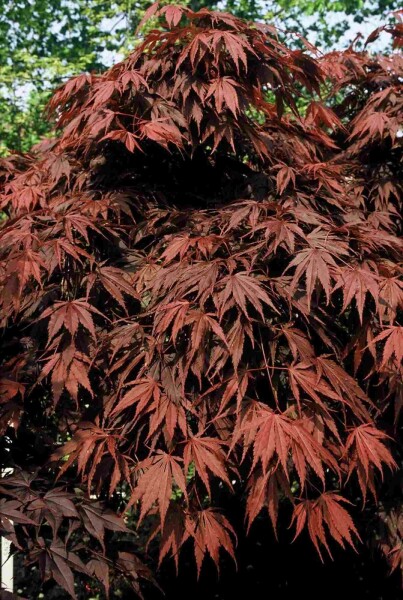 Acer palmatum 'Atropurpureum' struik 150-175 cm