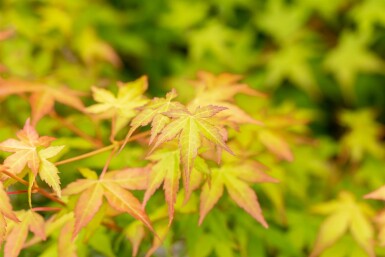 Acer palmatum 'Bi Hoo' struik 50-60 cm