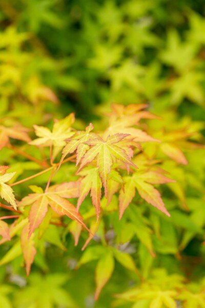 Acer palmatum 'Bi Hoo' struik 80-100 cm
