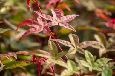 Acer palmatum 'Bi Hoo' struik 80-100 cm