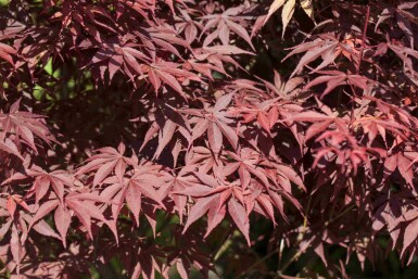 Acer palmatum 'Bloodgood' struik 50-60 cm