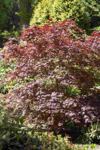 Acer palmatum 'Bloodgood' struik 80-100 cm