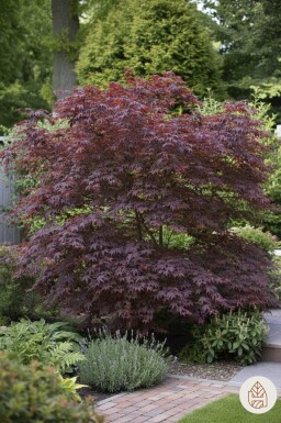 Acer palmatum 'Bloodgood' struik 150-175 cm