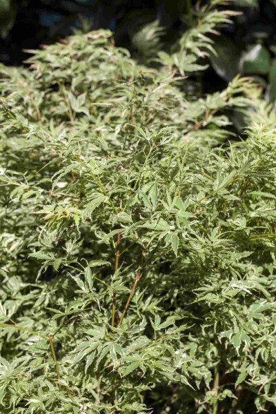 Acer palmatum 'Butterfly' struik 60-80 cm