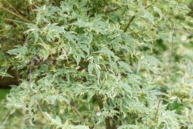 Acer palmatum 'Butterfly' struik 60-80 cm