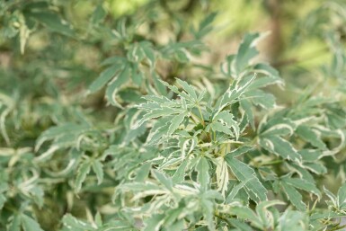 Acer palmatum 'Butterfly' struik 80-100 cm