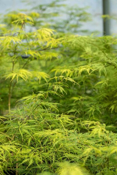 Acer palmatum 'Dissectum' struik 40-50 cm