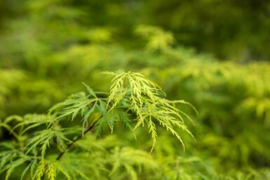 Acer palmatum 'Dissectum' struik 40-50 cm