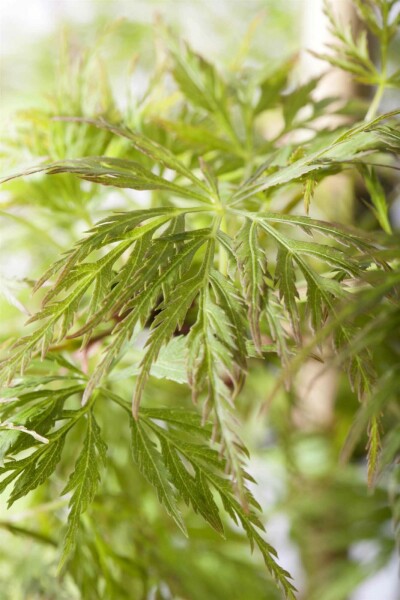 Acer palmatum 'Emerald Lace' struik 40-60 cm
