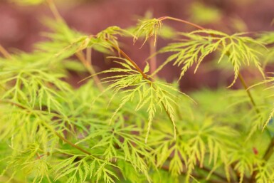 Acer palmatum 'Emerald Lace' struik 60-80 cm