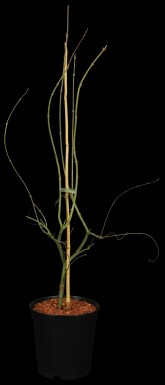 Acer palmatum 'Emerald Lace' struik 60-80 cm