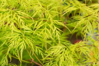 Acer palmatum 'Emerald Lace' struik 125-150 cm