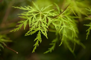 Acer palmatum 'Emerald Lace' struik 125-150 cm