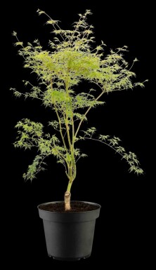 Acer palmatum 'Emerald Lace' struik 125-150 cm