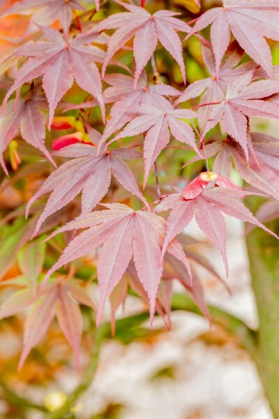 Acer palmatum 'Fireglow' struik 60-80 cm