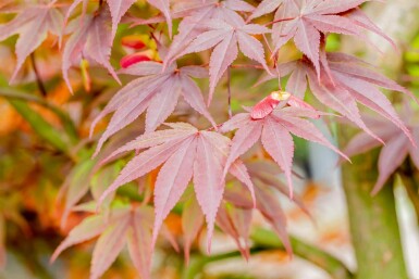 Acer palmatum 'Fireglow' struik 100-125 cm