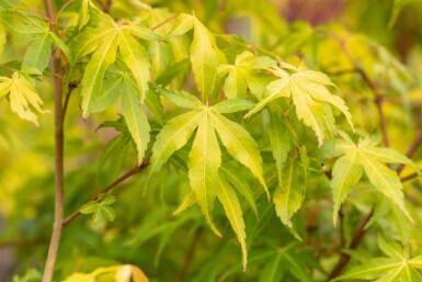 Acer palmatum 'Katsura' struik 60-80 cm