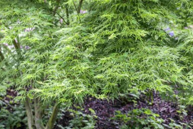 Acer palmatum 'Koto-no-ito' struik 60-80 cm