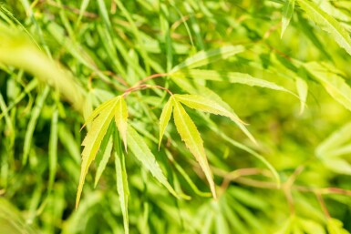 Acer palmatum 'Koto-no-ito' struik 60-80 cm