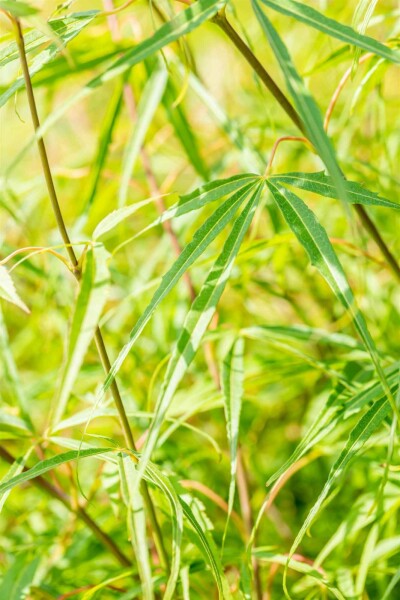 Acer palmatum 'Koto-no-ito' struik 125-150 cm
