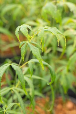 Acer palmatum 'Koto-no-ito' struik 125-150 cm