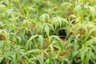 Acer palmatum 'Koto-no-ito' struik 125-150 cm