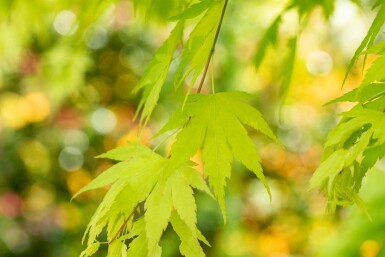 Acer palmatum 'Orange Dream' struik 40-60 cm