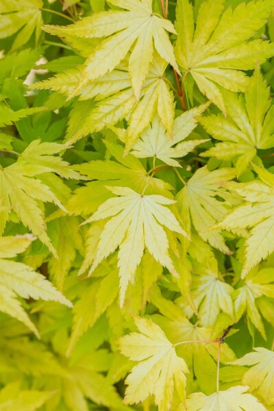 Acer palmatum 'Orange Dream' struik 60-80 cm