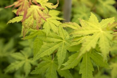 Acer palmatum 'Orange Dream' struik 80-100 cm