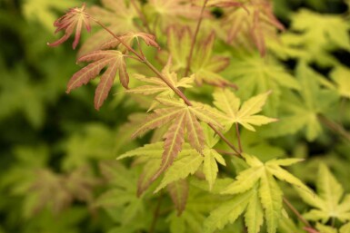 Acer palmatum 'Orange Dream' struik 125-150 cm