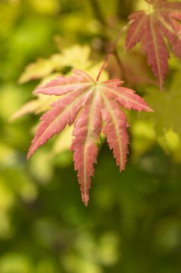 Acer palmatum 'Orange Dream' struik 150-175 cm