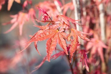 Acer palmatum 'Phoenix' struik 80-100 cm