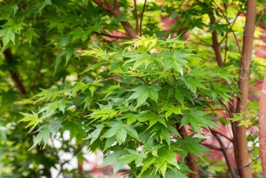 Acer palmatum 'Sangokaku' struik 80-100 cm