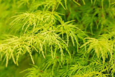 Acer palmatum 'Seiryu' struik 160-180 cm