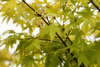 Acer palmatum 'Summer Gold' struik 100-125 cm