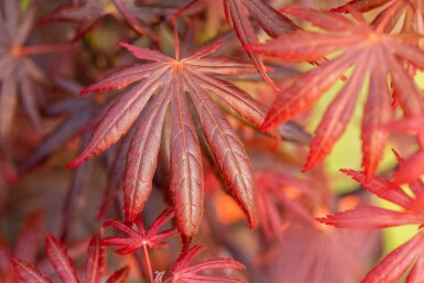 Acer palmatum 'Trompenburg' struik 40-50 cm