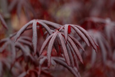 Acer palmatum 'Trompenburg' struik 40-50 cm