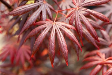 Acer palmatum 'Trompenburg' struik 100-125 cm