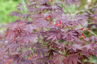 Acer palmatum 'Trompenburg' struik 100-125 cm
