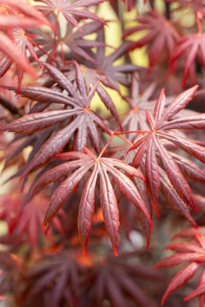 Acer palmatum 'Trompenburg' struik 150-175 cm