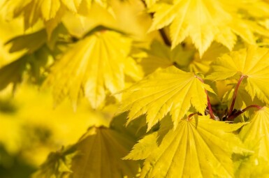 Acer shirasawanum 'Aureum' struik 30-40 cm