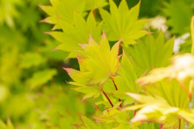 Acer shirasawanum 'Aureum' struik 40-50 cm