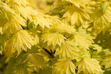 Acer shirasawanum 'Aureum' struik 40-50 cm