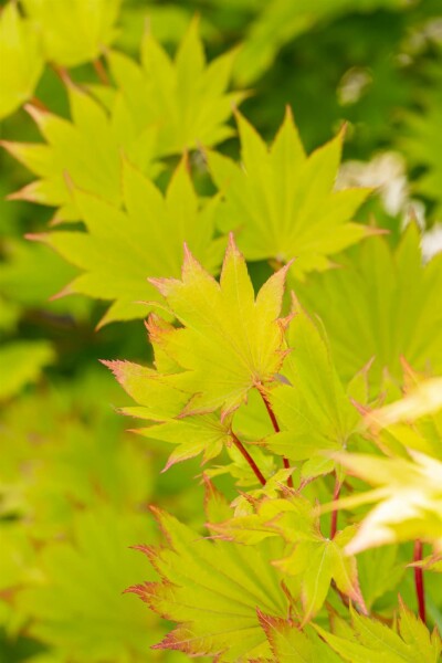 Acer shirasawanum 'Aureum' struik 100-125 cm